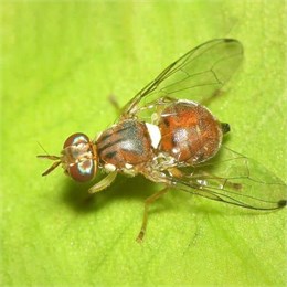 Lotta alla mosca dell'Olivo